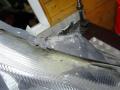 фара правая Mercedes-Benz Sprinter 2 поколение (W906) 2010, 2.2 л., МКПП, микроавтобус - фото №4