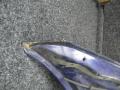 капот Renault Scenic 2 поколение 2004, 1.6 л., i, бензин, МКПП, минивэн - фото №2