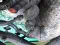 проводка Ford Focus 2 поколение 2006, 1.6 л., TDCi, дизель, 3M5T12A690 - фото №5