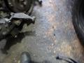 КПП автоматическая (АКПП) Nissan Qashqai 1 поколение 2007, 2.0 л., АКПП, внедорожник 5 дв., 33100JD600, 310201XN0A - фото №3