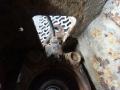 рычаг задний правый Nissan Qashqai 1 поколение 2007, 2.0 л., АКПП, внедорожник 5 дв. - фото №4