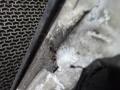 дверь задняя правая Nissan Qashqai J10 [рестайлинг] 2011, 1.5 л., МКПП, внедорожник 5 дв. - фото №8
