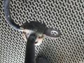стабилизатор подвески (поперечной устойчивости) Peugeot 207 1 поколение [рестайлинг] 2011, 1.4 л., МКПП, хетчбэк 5 дв. - фото №5