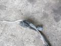 проводка Opel Vectra C 2005, 2.2 л., 55560304 - фото №6