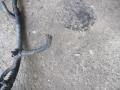 проводка Opel Vectra C 2005, 2.2 л., 55560304 - фото №9