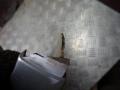 решетка радиатора Citroen Berlingo 1 поколение (M49) 2000, 9618254877 - фото №6