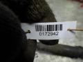 амортизатор задний Volkswagen Polo 4 поколение 2005, 1.2 л., МКПП, хетчбэк 5 дв., 6Q0513025BL - фото №5