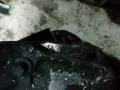 редуктор заднего моста Mercedes-Benz E-Класс W212/S212/C207/A207 2012, 2.1 л., OM 651.924, дизель, АКПП, темно-серый, седан, A2043501314, 2123508703 - фото №6