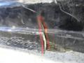 бампер передний BMW 5 серия E60/E61 (2002 - 2007), черный, 51110149246 - фото №4