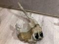бачок омывателя Mazda CX-7 1 поколение ER (2006 - 2009), 2.2 л., R2AA, дизель, EH6467480, EH6467481B - фото №2
