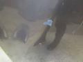 капот BMW 7 серия E65/E66/E67 (2001 - 2005), серый, 41617043239 - фото №5