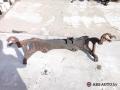 балка подвески передняя (подрамник) Renault Master 2 поколение [рестайлинг] 2008, 7700302019 - фото №7