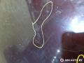 капот Renault Scenic 2 поколение 2005, 1.9 л., дизель, МКПП, минивэн - фото №5