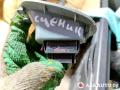 кнопка стеклоподъемника двери Renault Scenic 1 поколение [рестайлинг] 2002, 838099D, 838099G, 7700836270, 7700836269 - фото №5