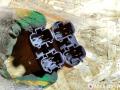 кнопка (выключатель) Ford Mondeo 2 поколение 1998, 97BG18K574AC - фото №4