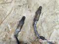 лямбда-зонд BMW 7 серия E65/E66/E67 2004, 3.6 л., бензин, АКПП, седан, 258005298 - фото №2