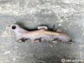коллектор выпускной Citroen C5 1 поколение 2003, 2.0 л., дизель, МКПП, 9633602180, 9635651080, 0341E6, 150503, 251182, 2580103B, 040803 - фото №2