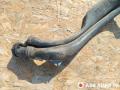 горловина топливного бака Citroen C5 1 поколение 2003, 2.0 л., дизель, МКПП - фото №6