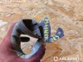 ручка наружная Renault Megane 1 поколение [рестайлинг] 2001, 7700842848, 6001549492, 7700426087, 7700433076, 7700830038 - фото №3