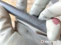 амортизатор крышки багажника (3-5 двери) Volkswagen Golf 4 поколение 2004, хетчбэк 5 дв., VAG1J6827550E, 1J6827550E - фото №5