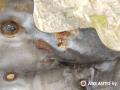 защита (экран) выпускного коллектора Nissan Primera P12 2003, 2.2 л., дизель, МКПП, универсал - фото №5