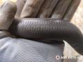 патрубок радиатора IVECO Daily 4 поколение 2008, 2.3 л., дизель, МКПП, фургон, 504136616 - фото №3