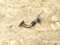 трубка системы рециркуляции EGR Volkswagen Passat B5 2001, 1.9 л., TDi, дизель, МКПП, 038131521L - фото №2
