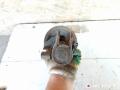 стойка передняя левая Renault Scenic 1 поколение 1999, 2.0 л., бензин, 7700430760, 3051000516, 543021082R, 543024308R, 7700273135, 7700412915, 7700429789, 7700430152, 7700432053, 7700840264, 7701477961, 7701477962, 8200059876, 8200069355, 8200069356, 8200299419, 8200662256 - фото №4