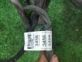 дверная проводка Chevrolet Captiva 1 поколение [2-й рестайлинг] C140 2014, 2.4 л., LE5, бензин, АКПП, белый, внедорожник 5 дв., передний привод, правый руль, 95083456 - фото №2