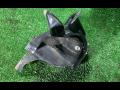 подушка крепления двигателя Mazda CX-7 1 поколение 2007, 2.3 л., L3-VDT, бензин, АКПП, черный, внедорожник 5 дв., полный привод, правый руль - фото №4