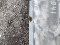 защита арок передняя левая (подкрылок) BMW 5 серия F07/F10/F11 2010, 4.4 л., N63 B44 A, бензин, АКПП, хетчбэк 5 дв. - фото №2