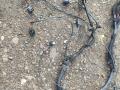 проводка BMW i3 L01 I01 2014, 0.6 л., бензин, электро, задний привод, правый руль, 6913653, 7590363, 7590364, 8364620, 1718560 - фото №2