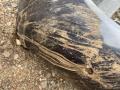 бампер передний BMW X5 G05 2021, 3.0 л., гибрид, АКПП, c27, внедорожник 5 дв., полный привод - фото №11