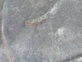 защита арок задняя левая (подкрылок) BMW M4 G82/G83 G82 2022, 3.0 л., S58B30A, бензин, c4p, купе, задний привод, 8086109 - фото №2