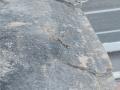 защита арок задняя левая (подкрылок) BMW M4 G82/G83 G82 2022, 3.0 л., S58B30A, бензин, c4p, купе, задний привод, 8086109 - фото №4