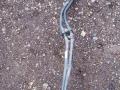 шланг (трубка) АКПП BMW 3 серия F30/F31/F34 F30 2014, 2.0 л., N20 B20 B, бензин, АКПП, седан, 7604961 - фото №2