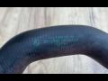 патрубок (трубопровод, шланг) BMW 3 серия F30/F31/F34 F30 2014, 2.0 л., N20 B20 B, бензин, АКПП, седан, 7811127 - фото №2