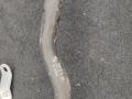 патрубок (трубопровод, шланг) BMW 5 серия G30/G31 2019, 2.0 л., D, B47 D20 B, дизель, АКПП, 416, седан, задний привод, правый руль, 8596349, 8596351, 8596350 - фото №2