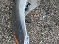 бампер передний BMW 5 серия F07/F10/F11 2011, 3.0 л., i, N55 B30 A, бензин, АКПП, серый, седан, полный привод - фото №7