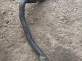 патрубок (трубопровод, шланг) Mercedes-Benz E-Класс W212/S212/C207/A207 2012, 1.8 л., M 271.820, бензин, АКПП, седан, A2711411783, A2711411683 - фото №2