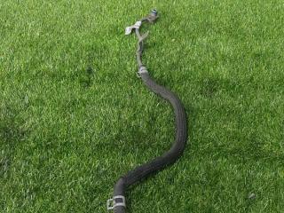 трубка охлаждения турбины Ford Mustang 6 поколение S550 [рестайлинг] 2019, 2.3 л., бензин, АКПП, купе, FR3E8B535CC