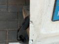 дверь задняя распашная левая Ford Transit Connect 1 поколение (2002 - 2009), фургон - фото №4