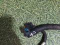 проводка AdBlue Mercedes-Benz Actros 4 поколение (MP4) 2012, 12.8 л., OM 471.909, дизель, АКПП, A0014706324 - фото №2