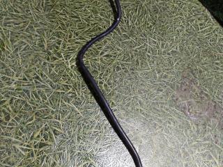 Проводка КПП Scania 5-Series 2007, 11.7 л., DT 12.12, дизель, АКПП, грузовик, 1507435