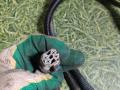 проводка фары MAN TGA 1 поколение 2007, 10.5 л., D 2066 LF 31, дизель, АКПП, 81254516383, 81254536648, 8125458380 - фото №3