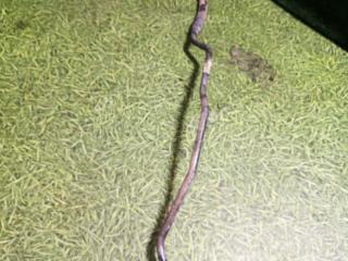 трубка кондиционера Volvo FM 3 поколение 2015, 10.8 л., D11K410, дизель, АКПП, 84168590