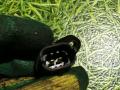 датчик коленвала MAN TGA 1 поколение 2006, 10.5 л., D 2066 LF 01, дизель, АКПП, 0281002662 - фото №3