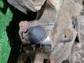 суппорт передний левый Volvo FH 2 поколение 2009, 16.1 л., D16E660, дизель, АКПП, 20706907 - фото №3