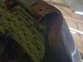 капот Mercedes-Benz S-Класс W140/C140 [рестайлинг] W140 1994, 3.5 л., OM 603.950, дизель, АКПП, фиолетовый, седан, задний привод - фото №10