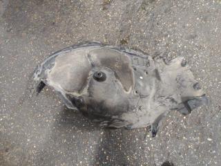 защита арок передняя правая (подкрылок) BMW 7 серия G11/G12 2017, 3.0 л., дизель, 7340202